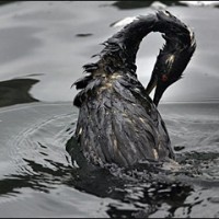 THE EFFECTS OF AN OIL SPILL