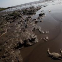 OIL SPILL IN WATERS IN ADA, GHANA